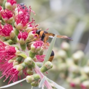 Delta bicinctum at Michelago, NSW - 18 Nov 2018