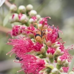 Delta bicinctum at Michelago, NSW - 18 Nov 2018 12:28 PM