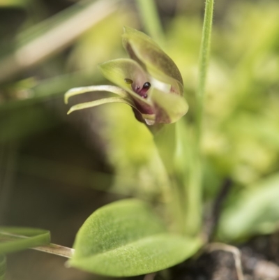 Chiloglottis sp. (A Bird/Wasp Orchid) at Paddys River, ACT - 2 Dec 2018 by GlenRyan