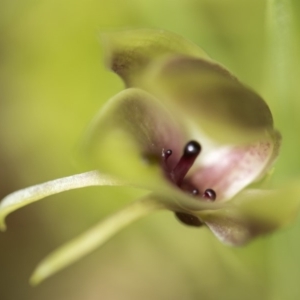 Chiloglottis sp. at Paddys River, ACT - suppressed