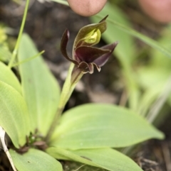 Chiloglottis sp. at Paddys River, ACT - suppressed