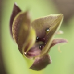 Chiloglottis sp. at Paddys River, ACT - suppressed