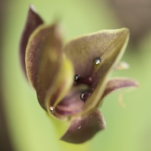 Chiloglottis sp. at Paddys River, ACT - suppressed