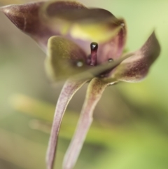 Chiloglottis sp. at Paddys River, ACT - suppressed