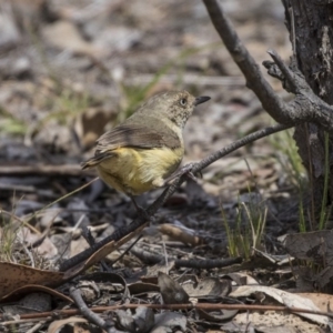 Acanthiza reguloides at Amaroo, ACT - 27 Nov 2018