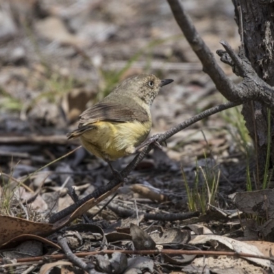 Acanthiza reguloides (Buff-rumped Thornbill) at Mulligans Flat - 27 Nov 2018 by Alison Milton