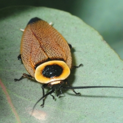 Ellipsidion australe (Austral Ellipsidion cockroach) at Sth Tablelands Ecosystem Park - 1 Dec 2018 by Harrisi