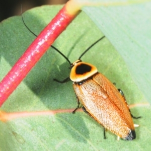 Ellipsidion australe at Molonglo Valley, ACT - 1 Dec 2018