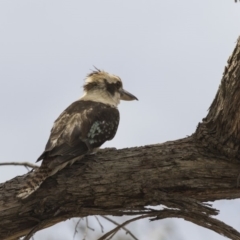 Dacelo novaeguineae (Laughing Kookaburra) at Amaroo, ACT - 27 Nov 2018 by AlisonMilton