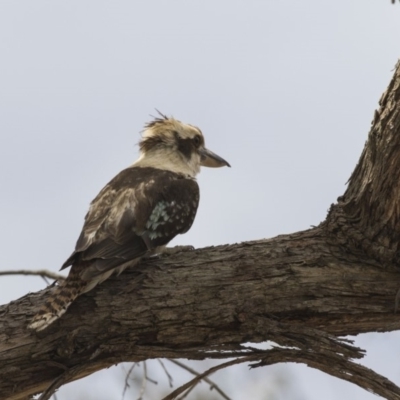 Dacelo novaeguineae (Laughing Kookaburra) at Amaroo, ACT - 27 Nov 2018 by AlisonMilton