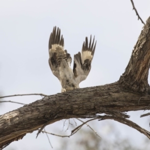 Dacelo novaeguineae at Amaroo, ACT - 27 Nov 2018 01:34 PM