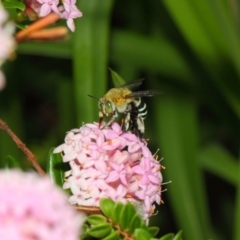 Amegilla sp. (genus) (Blue Banded Bee) at Acton, ACT - 25 Nov 2018 by TimL