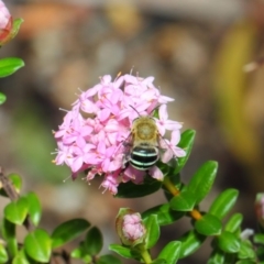 Amegilla sp. (genus) at Acton, ACT - 25 Nov 2018