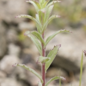 Epilobium sp. at Michelago, NSW - 3 Dec 2018