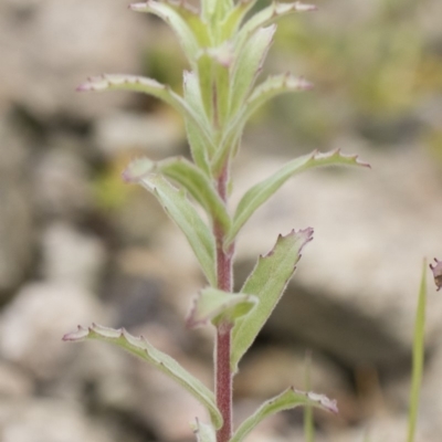 Epilobium sp. (A Willow Herb) at Illilanga & Baroona - 3 Dec 2018 by Illilanga