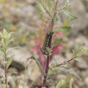 Epilobium sp. at Michelago, NSW - 3 Dec 2018