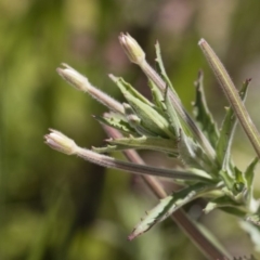 Epilobium sp. at Michelago, NSW - 3 Dec 2018