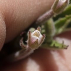 Epilobium sp. at Michelago, NSW - 3 Dec 2018