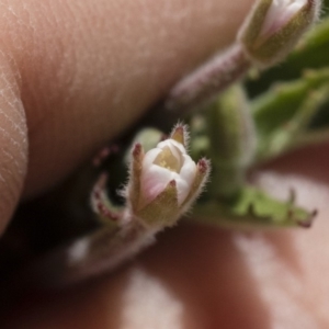 Epilobium sp. at Michelago, NSW - 3 Dec 2018 12:20 PM