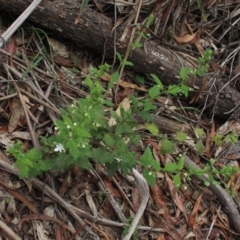 Teucrium corymbosum (Forest Germander) at QPRC LGA - 2 Dec 2018 by MaartjeSevenster