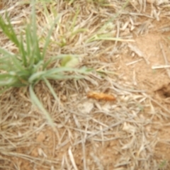 Synemon plana (Golden Sun Moth) at Yarralumla, ACT - 15 Nov 2018 by MichaelMulvaney