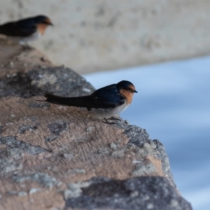 Hirundo neoxena at Parkes, ACT - 1 Dec 2018