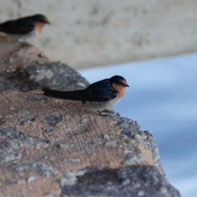 Hirundo neoxena (Welcome Swallow) at Mount Ainslie to Black Mountain - 1 Dec 2018 by RichForshaw