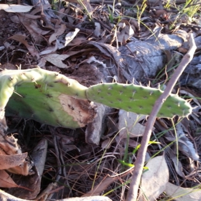 Opuntia stricta (Common Prickly Pear) at Hackett, ACT - 2 Dec 2018 by waltraud