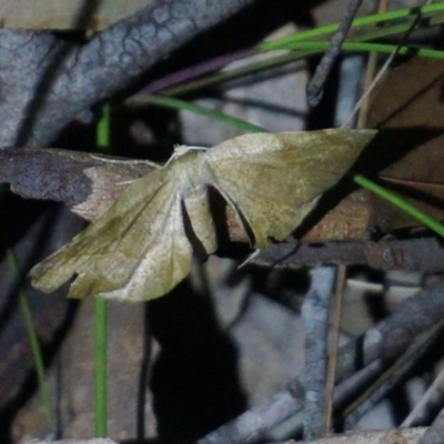 Unidentified Other moth at Benandarah State Forest - 25 Nov 2018 by nickhopkins