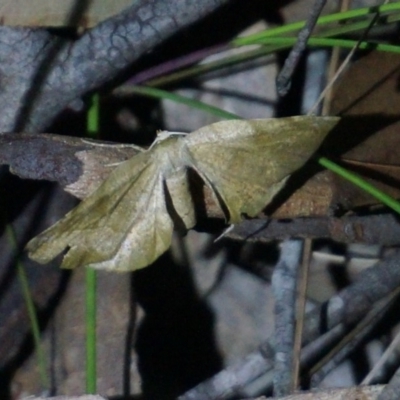 Parepisparis excusata (Marbled Twisted Moth) at Benandarah State Forest - 25 Nov 2018 by nickhopkins