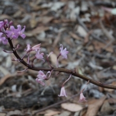 Dipodium punctatum (Blotched Hyacinth Orchid) at Benandarah, NSW - 25 Nov 2018 by nickhopkins