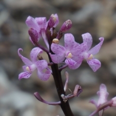 Dipodium punctatum at Benandarah, NSW - suppressed