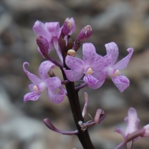 Dipodium punctatum at Benandarah, NSW - 25 Nov 2018