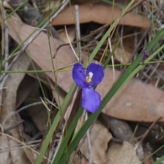 Patersonia sp. at Benandarah State Forest - 26 Nov 2018 by nickhopkins