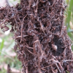 Papyrius nitidus (Shining Coconut Ant) at Garran, ACT - 2 Dec 2018 by RobParnell