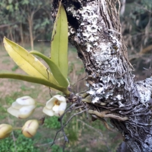 Sarcochilus falcatus at suppressed - 7 Sep 2018