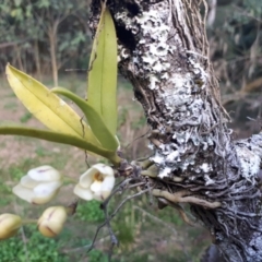 Sarcochilus falcatus (Orange Blossum Orchid) at Wattamolla, NSW - 7 Sep 2018 by GregThompson