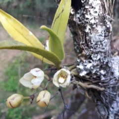 Sarcochilus falcatus at suppressed - suppressed