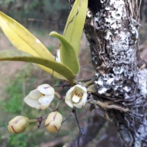 Sarcochilus falcatus at suppressed - 7 Sep 2018