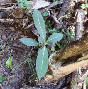 Psychotria loniceroides at Upper Kangaroo Valley, NSW - 20 Aug 2018 09:44 AM