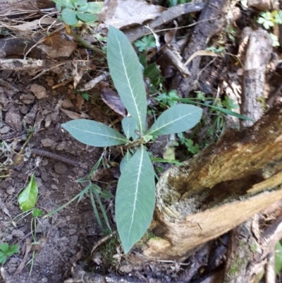 Psychotria loniceroides (Hairy Psychotria) at Upper Kangaroo Valley, NSW - 19 Aug 2018 by Greg Thompson