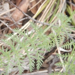 Oreomyrrhis eriopoda at Cotter River, ACT - 16 Nov 2018 02:55 PM