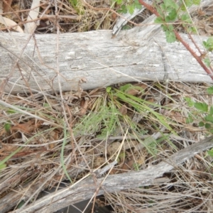 Oreomyrrhis eriopoda at Cotter River, ACT - 16 Nov 2018