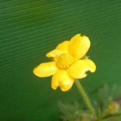 Ranunculus lappaceus (Australian Buttercup) at Cotter River, ACT - 16 Nov 2018 by MichaelMulvaney