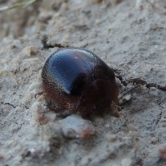 Dicranosterna immaculata at Tennent, ACT - 1 Dec 2018