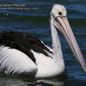 Pelecanus conspicillatus at Burrill Lake, NSW - 24 Nov 2018