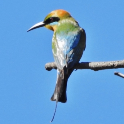 Merops ornatus (Rainbow Bee-eater) at Greenway, ACT - 3 Dec 2018 by JohnBundock