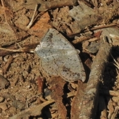 Taxeotis intextata (Looper Moth, Grey Taxeotis) at Bullen Range - 2 Dec 2018 by JohnBundock