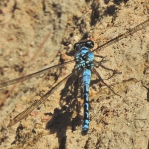 Diphlebia nymphoides at Tuggeranong DC, ACT - 3 Dec 2018