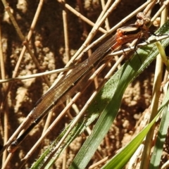 Nososticta solida (Orange Threadtail) at Bullen Range - 2 Dec 2018 by JohnBundock